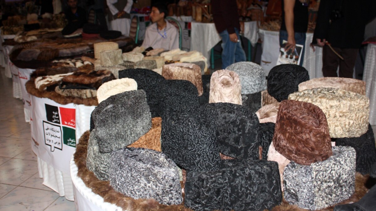 رکود تجارت پوست قَره‌قُل؛ نسل گوسفند قَره‌قُل در فاریاب درحال انقراض است